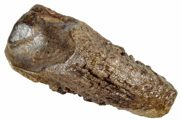 Rooted Triceratops Tooth - Wyoming #263407